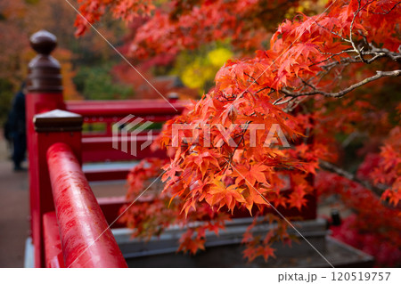 新潟・弥彦公園　秋のもみじ谷 120519757