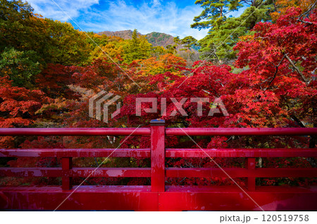 新潟・弥彦公園　秋のもみじ谷 120519758