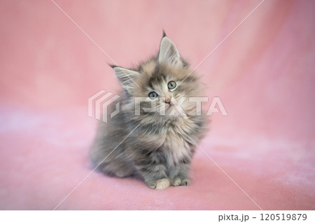 ピンクバックとメインクーンの仔猫 ピンクバックとメインクーンの仔猫 120519879