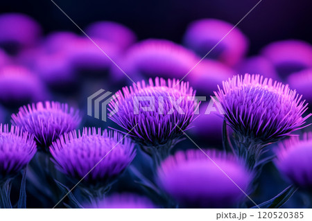 Purple thistle flowers with intricate textures 120520385
