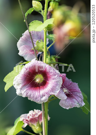 Hollyhock winter flower of white and red color in India in pot garden which blooms in February-Marrch . Hollyhock winter flower of white and red color in India in pot garden which blooms in February-Marrch . 120520533