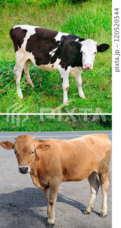 Cute calf on the roadway and a calf in the meadow. Collage. Cute calf on the roadway and a calf in the meadow. Collage. 120520544