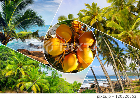 Coconut palm garden, ripe coconuts close up, beach and tropical landscapes. Collage. 120520552