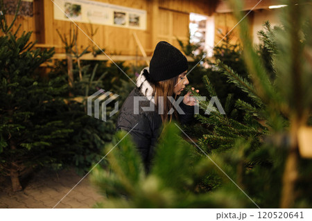 Elegant woman buys a Christmas tree. Woman in a black knited sweater. Beautiful lady choose fir tree Elegant woman buys a Christmas tree. Woman in a black knited sweater. Beautiful lady choose fir tree 120520641