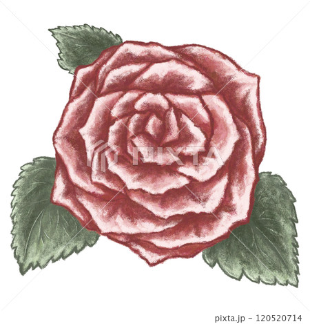 赤い薔薇のイラスト 120520714