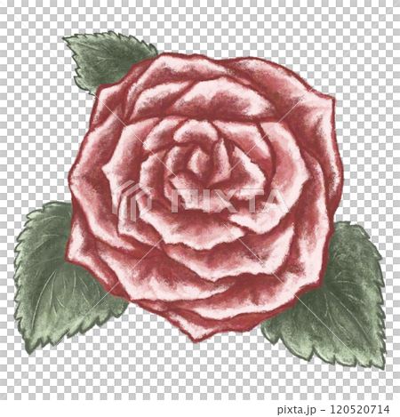 赤い薔薇のイラスト 120520714