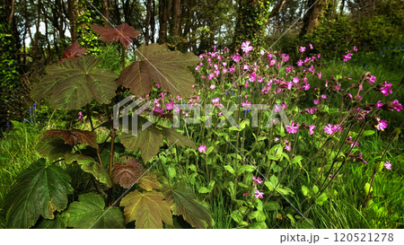 The photograph depicts a cluster of red-brown leaves next to many pink blossoms. Green grass and trees are visible in the background. 120521278