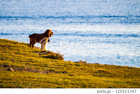 Dog walking outdoor 120521347