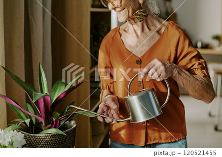 Elderly woman carefully watering indoor plants with watering can in cozy home environment, wearing orange shirt. She is smiling softly while tending her plants 120521455