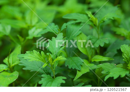 森の中の草むら 森の中の草むら 120521567