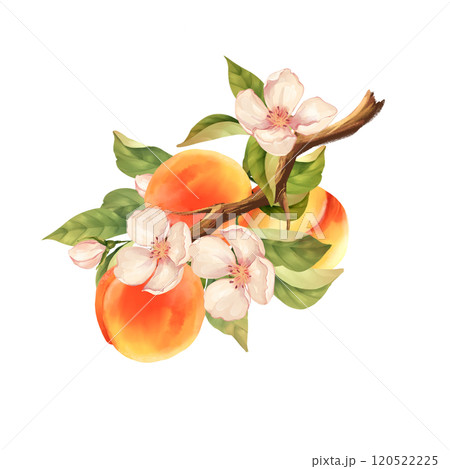 Peach branch. Hand drawn fruit illustration with flowers. Isolated on white. 120522225