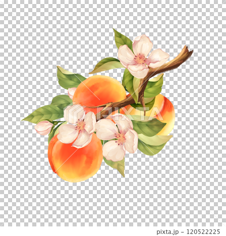 Peach branch. Hand drawn fruit illustration with flowers. Isolated on white. 120522225
