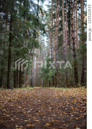 Blurred Forest Pathway. Autumn Leaves and Colors Blurred Forest Pathway. Autumn Leaves and Colors 120522635