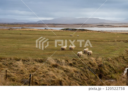 Landscape with sheep, Borgarnes, Iceland 120522738