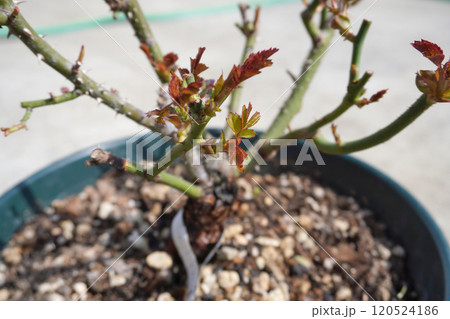 バラの鉢植えの芽吹き01 バラの鉢植えの芽吹き01 120524186