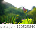 蓮の花に止まるトンボ 120525840