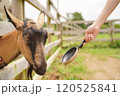 やぎに餌やり体験 120525841