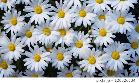 Many daisies closeup, side lighting to show the delicate texture of flowers. Neural network ai generated art 120526534