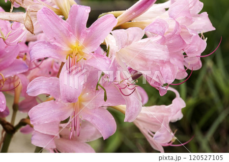 夏7月ピンクのナツズイセンの花 夏7月ピンクのナツズイセンの花 120527105