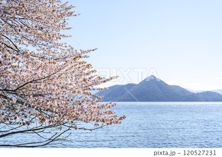 洞爺湖畔の桜　洞爺湖 120527231