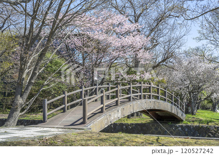 小公園の桜 洞爺湖町 小公園の桜 洞爺湖町 120527242