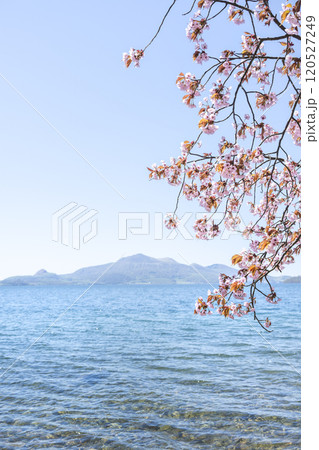 洞爺湖畔の桜、昭和新山、有珠山 壮瞥町 洞爺湖畔の桜、昭和新山、有珠山 壮瞥町 120527249