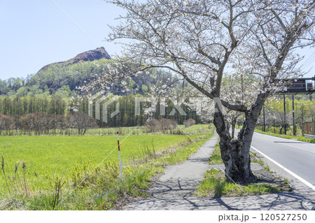 桜咲く道道703号線から昭和新山　壮瞥町 120527250