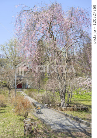 しだれ桜　有珠善光寺　北海道 伊達市 120527269