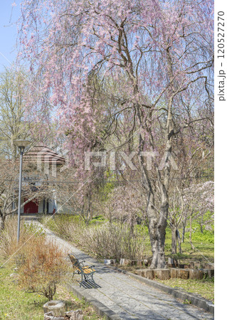 しだれ桜　有珠善光寺　北海道 伊達市 120527270