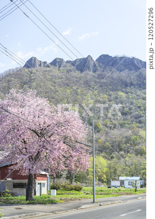 桜と八剣山　札幌市 120527296