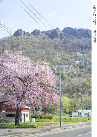 桜と八剣山　札幌市 120527297