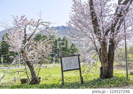 二美桜と八剣山　札幌市 120527298