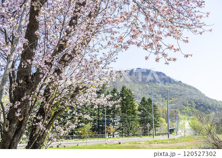二美桜と八剣山　札幌市 120527302