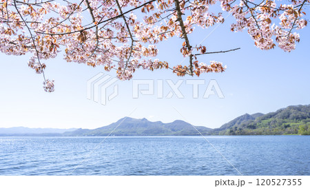洞爺湖畔の桜、有珠山 16:9 洞爺湖町 洞爺湖畔の桜、有珠山 16:9 洞爺湖町 120527355