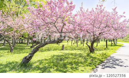 八重桜 16:9 真駒内公園 札幌市 八重桜 16:9 真駒内公園 札幌市 120527356