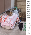 二匹の座る猫 120527395