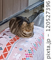 座る猫 120527396
