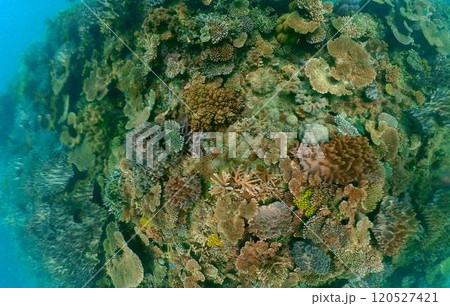 さまざまな種類のサンゴが生育する珊瑚礁 さまざまな種類のサンゴが生育する珊瑚礁 120527421