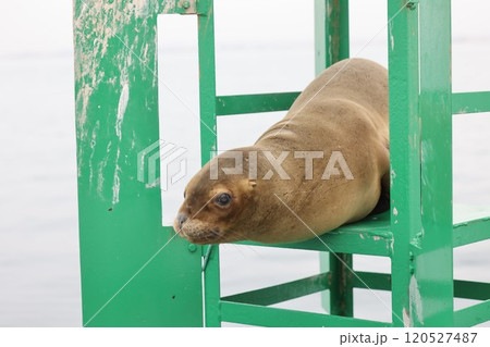 【ペルー】パラカスのオタリア 【ペルー】パラカスのオタリア 120527487