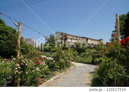 白浜・岬バラ園 120527554