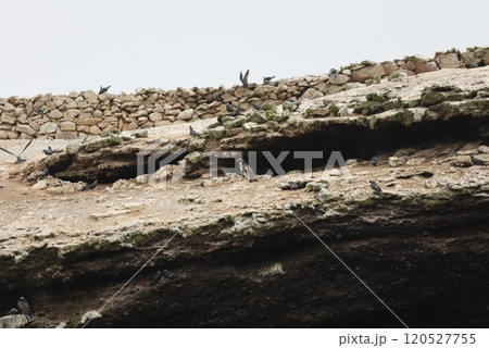 【ペルー】パラカスのペンギン 120527755