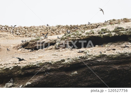 【ペルー】パラカスのペンギン 120527756