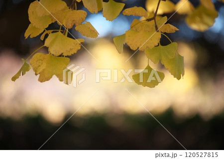 秋の公園のイチョウの綺麗な風景 120527815