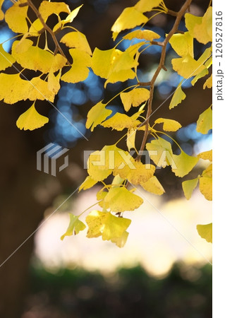秋の公園のイチョウの綺麗な風景 秋の公園のイチョウの綺麗な風景 120527816