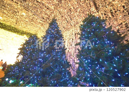 光のトンネルとクリスマスツリー 120527902