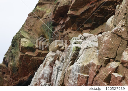 【ペルー】バジェスタス諸島のオットセイ 120527989