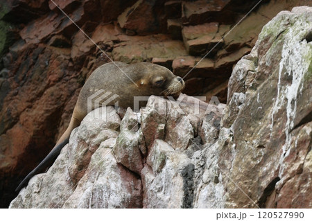 【ペルー】バジェスタス諸島のオットセイ 120527990