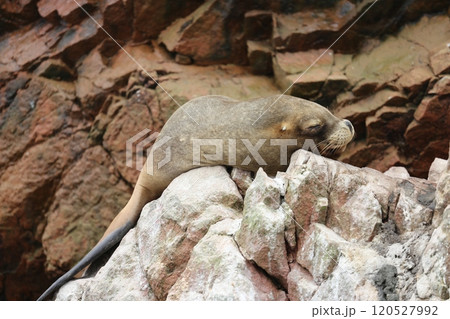 【ペルー】バジェスタス諸島のオットセイ 【ペルー】バジェスタス諸島のオットセイ 120527992