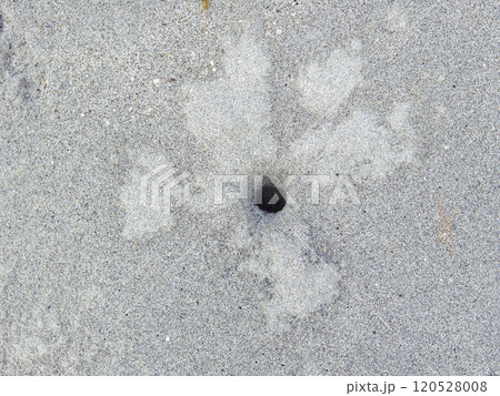 カニの作った穴 カニの作った穴 120528008