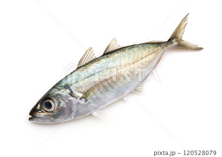 新鮮なメアジ 120528079